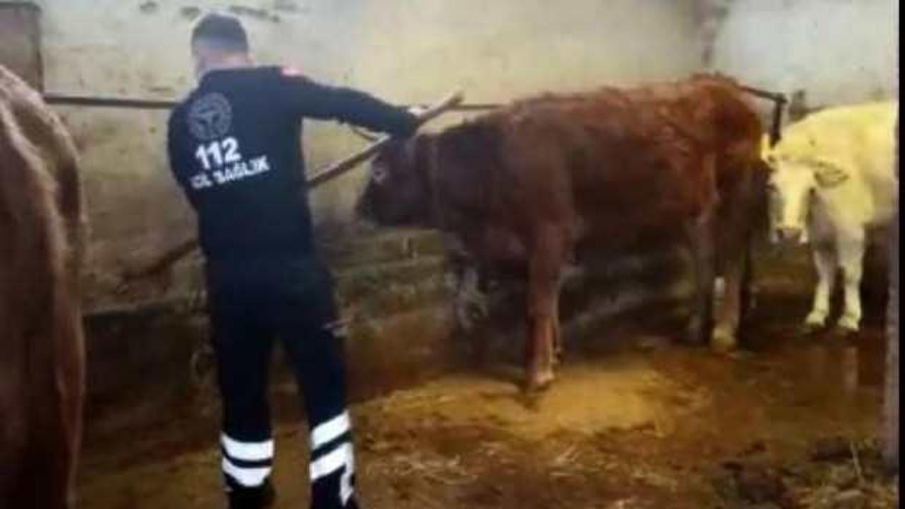 Karantinadaki yaşlı kadının ineklerini 112 ekipleri besledi