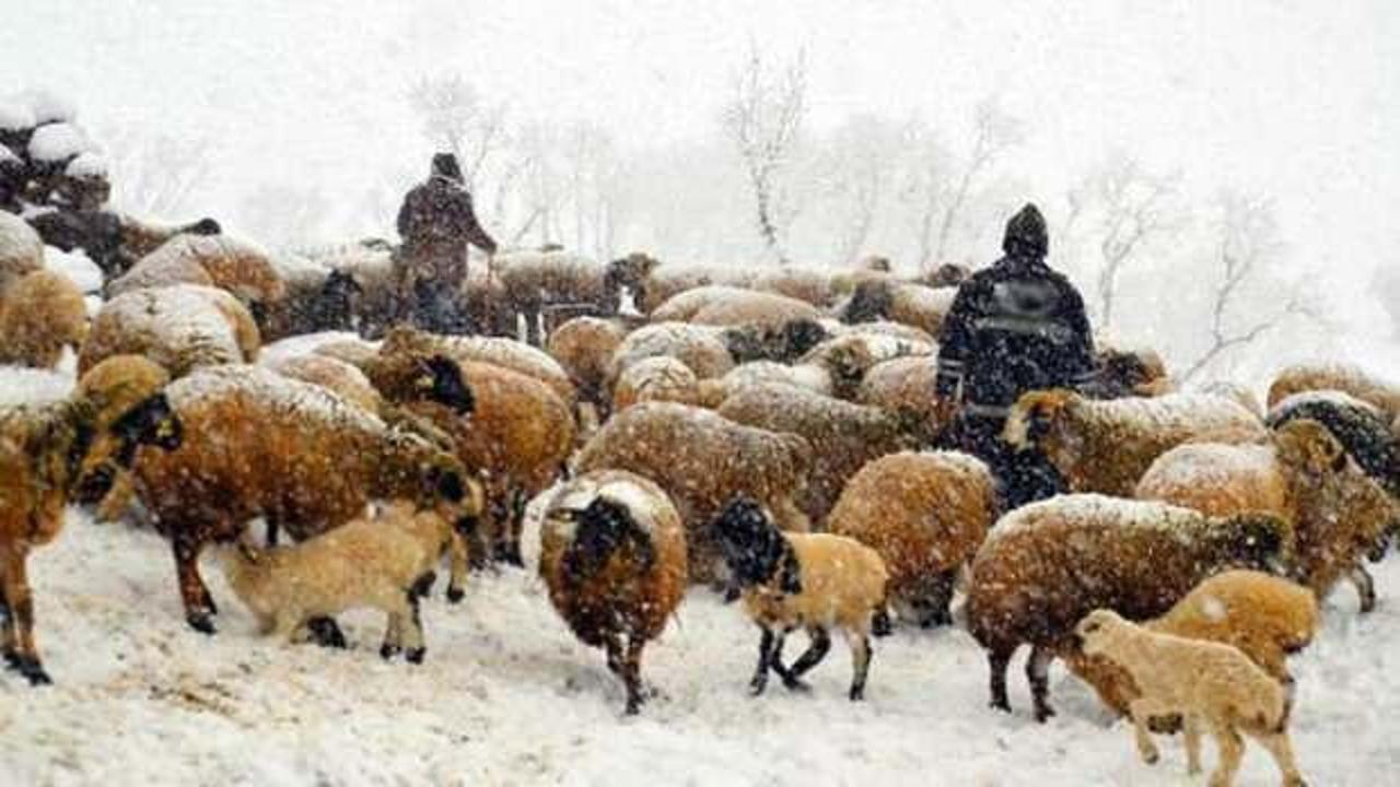 Kuzu ve annelerin kar altındaki buluşmaları y&uuml;rek ısıttı