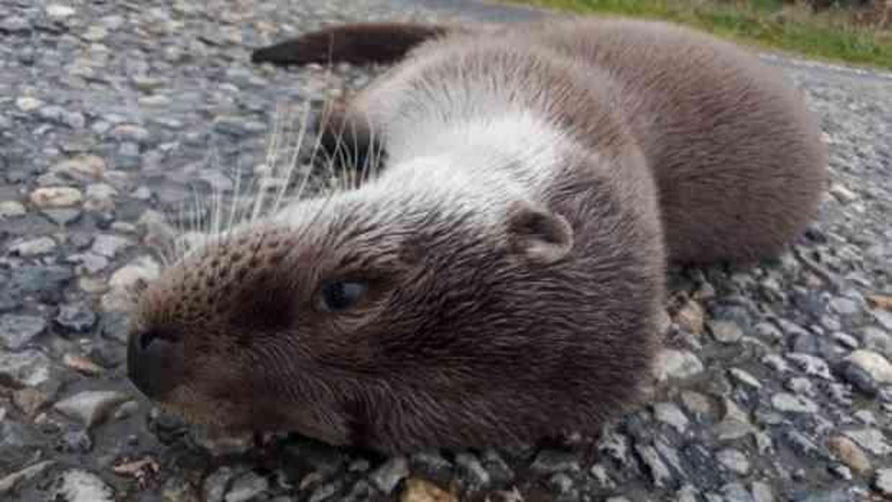 Nesli t&uuml;kenmekte olan su samuru &ouml;l&uuml; bulundu