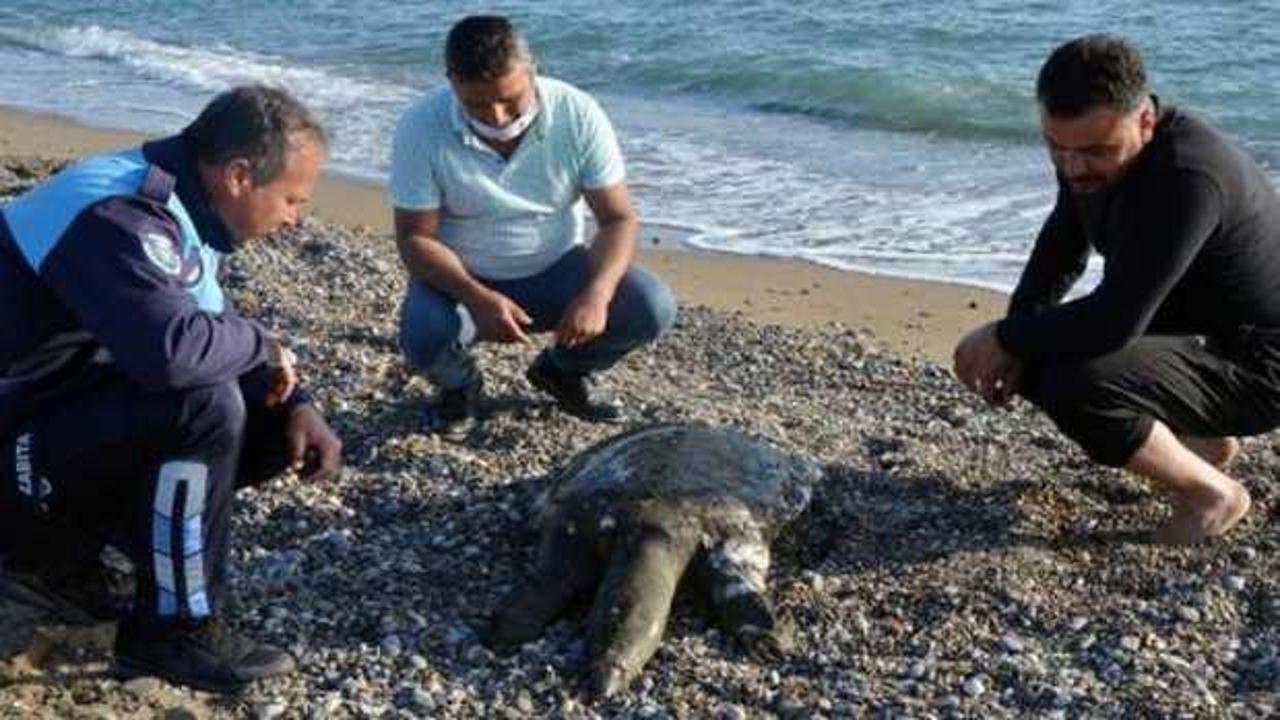 Sahile &ouml;l&uuml; Nil kaplumbağası vurdu