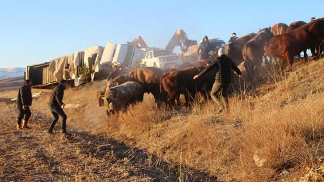 Tokat'ta b&uuml;y&uuml;kbaş y&uuml;kl&uuml; TIR devrildi