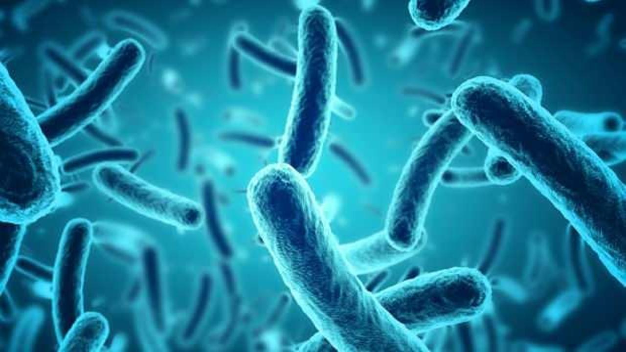 Türk bilim insanları iki yeni bakteri keşfetti