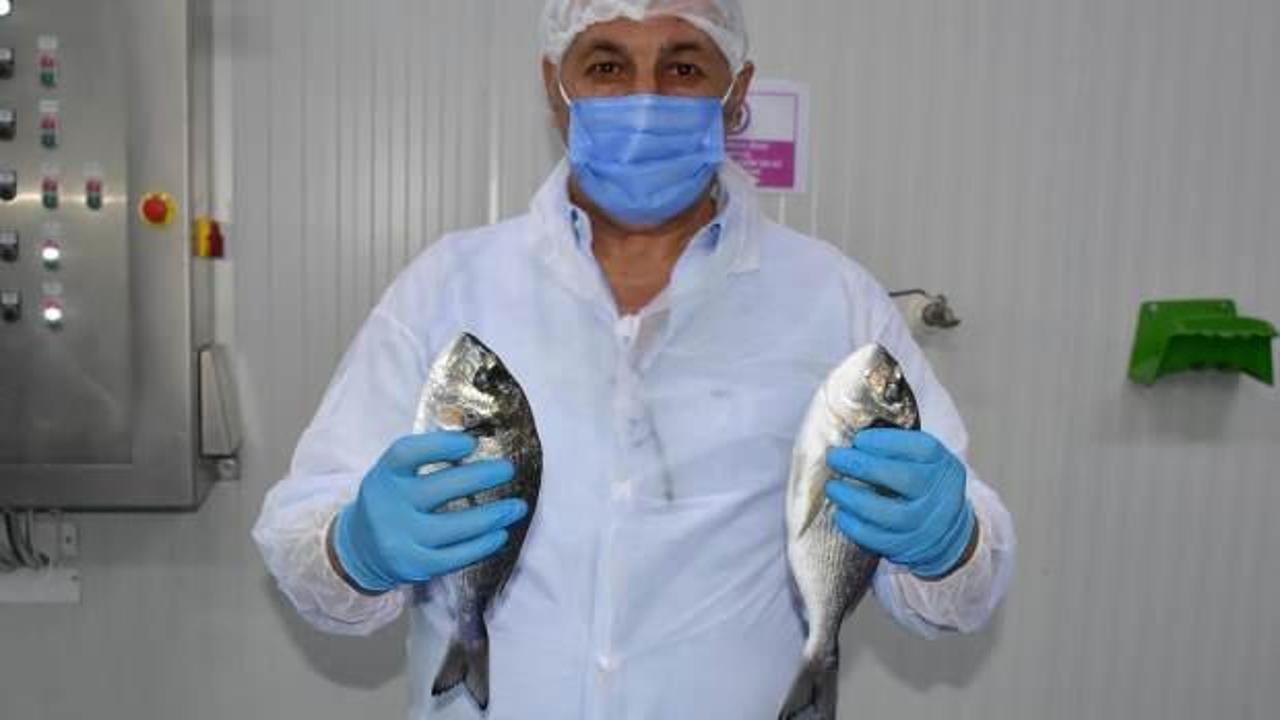 Avrupa Türk balığına göz dikti! Talep yüzde 50 arttı