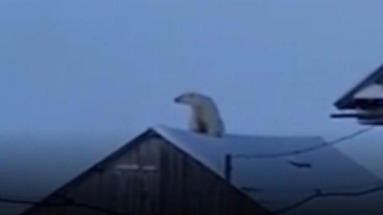 Rusya'da evin &ccedil;atısında şaşırtan manzara