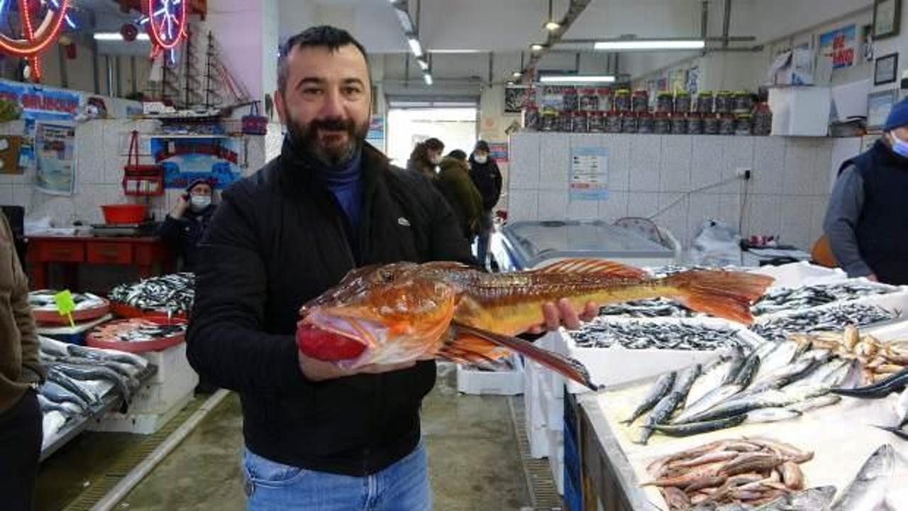 Uzun süredir tezgahta görülmeyen kırlangıç balığı  av sezonu biterken Trabzon'da ortaya çıktı!