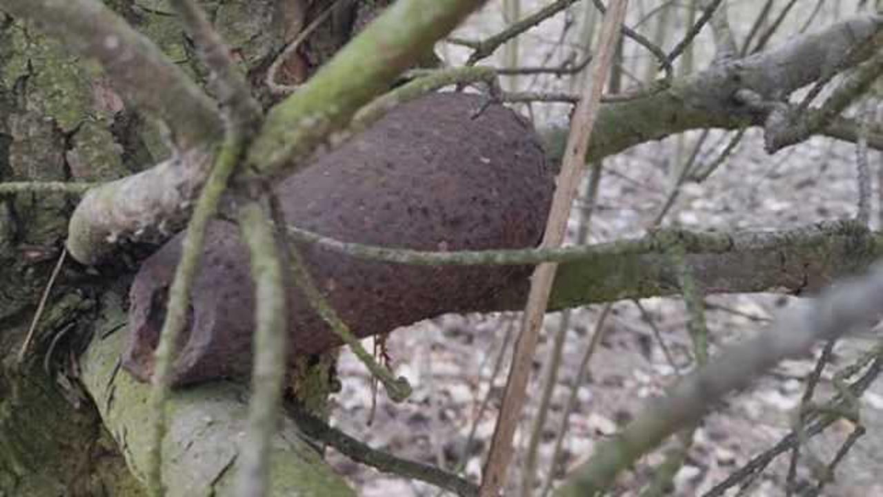 Ağaçta 2. Dünya Savaşı'ndan kalma bomba bulundu