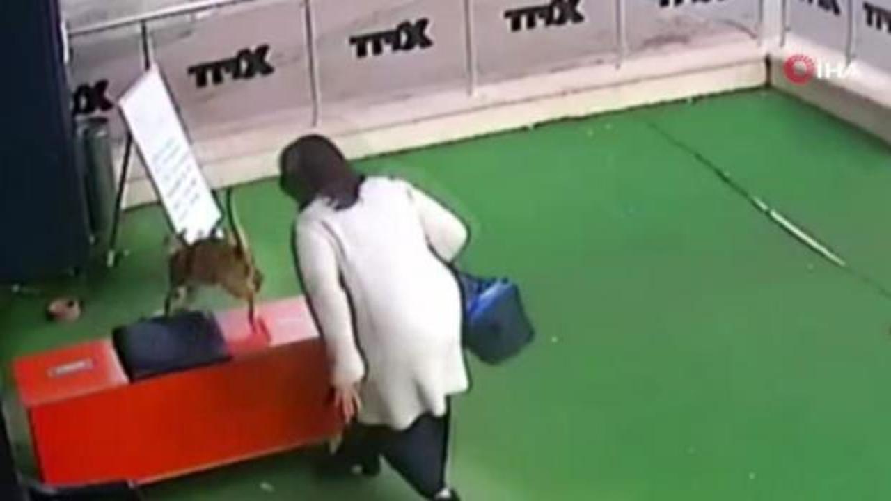 Hamile kediye acımasızca vuran kadın yakalandı