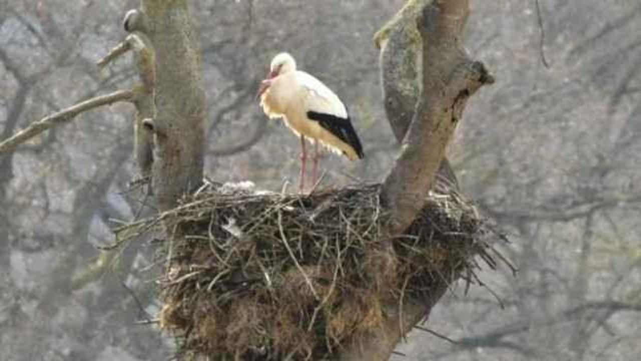 Havaların ısınmasıyla leylekler d&ouml;nmeye başladı