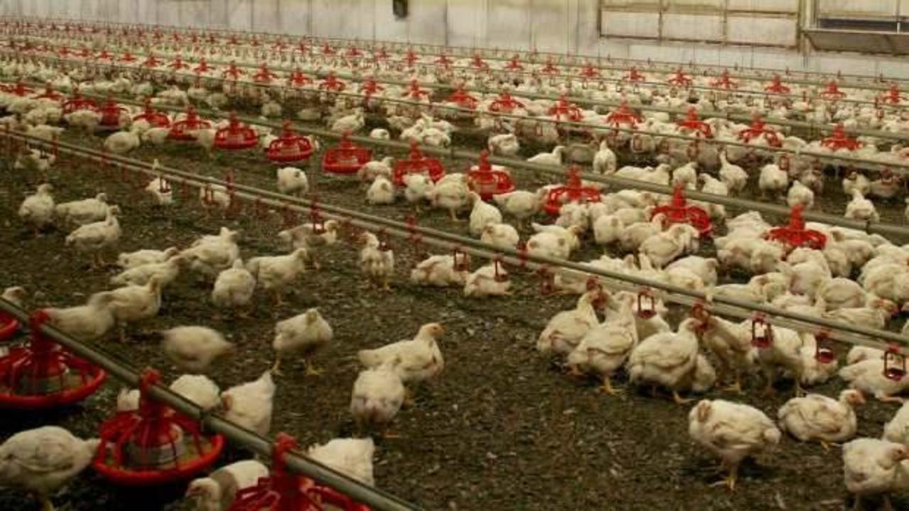 Japonya'da kuş gribi paniği: On binlerce tavuk itlaf edilecek
