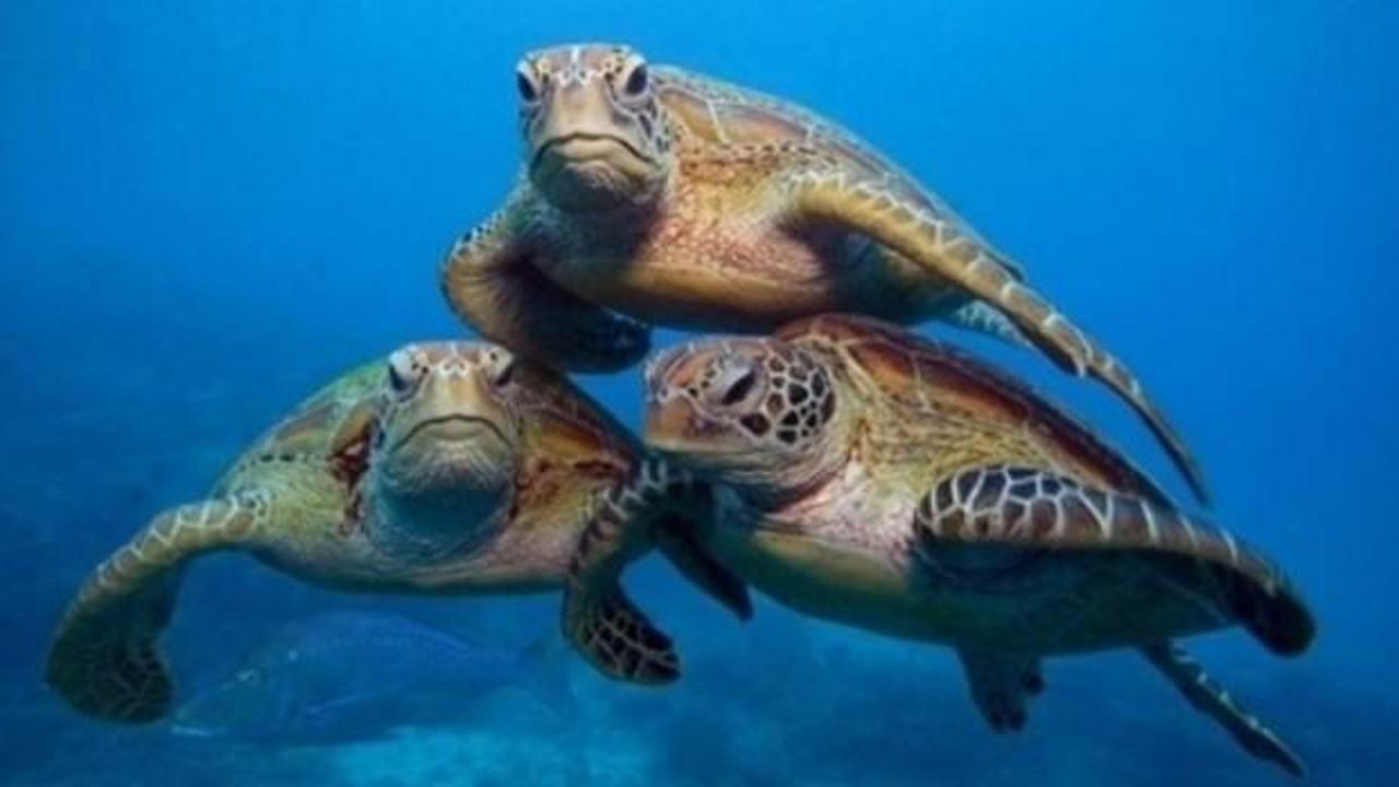 Deniz kaplumbağası yiyen 19 kişi öldü
