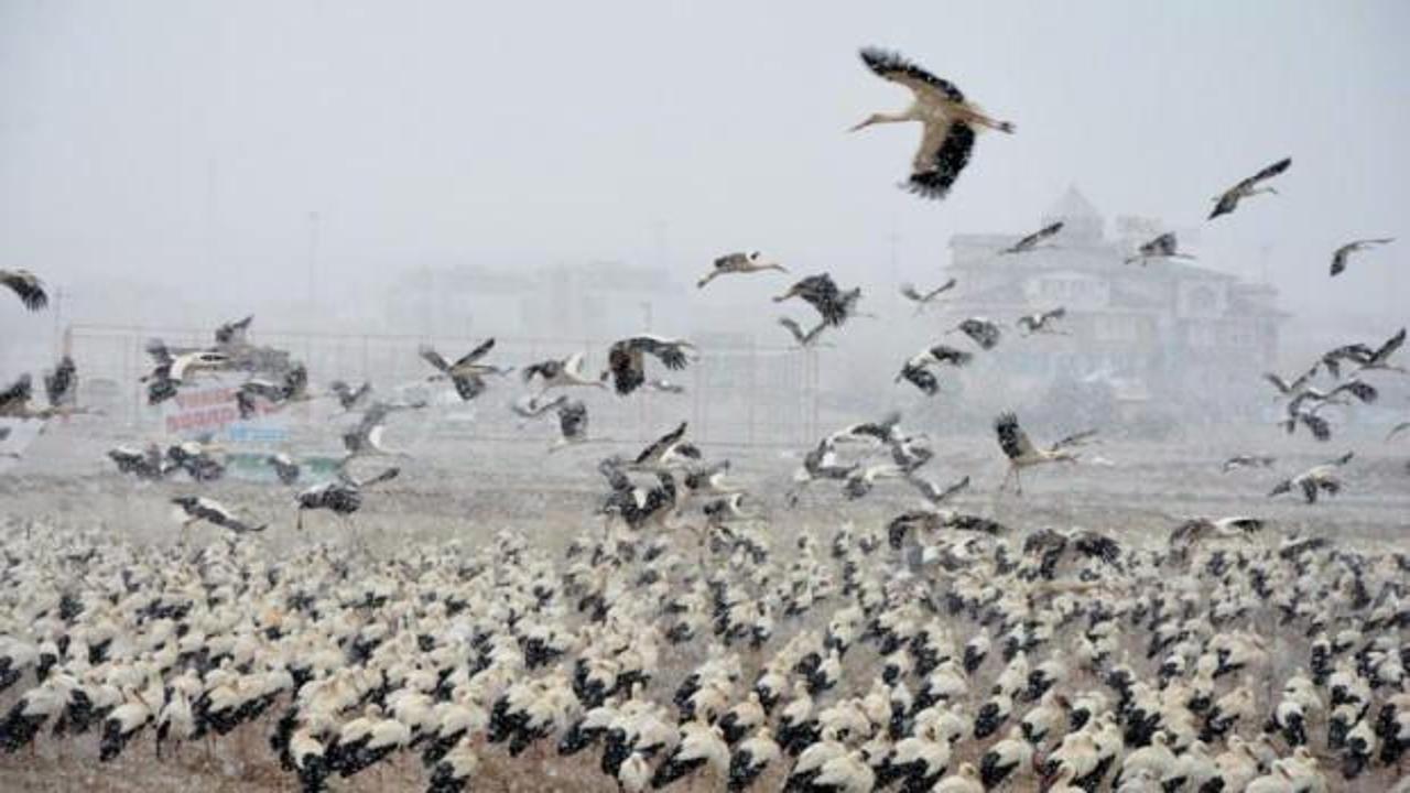 G&ouml;&ccedil; yolundaki leyleklerden Konya&rsquo;ya zorunlu iniş
