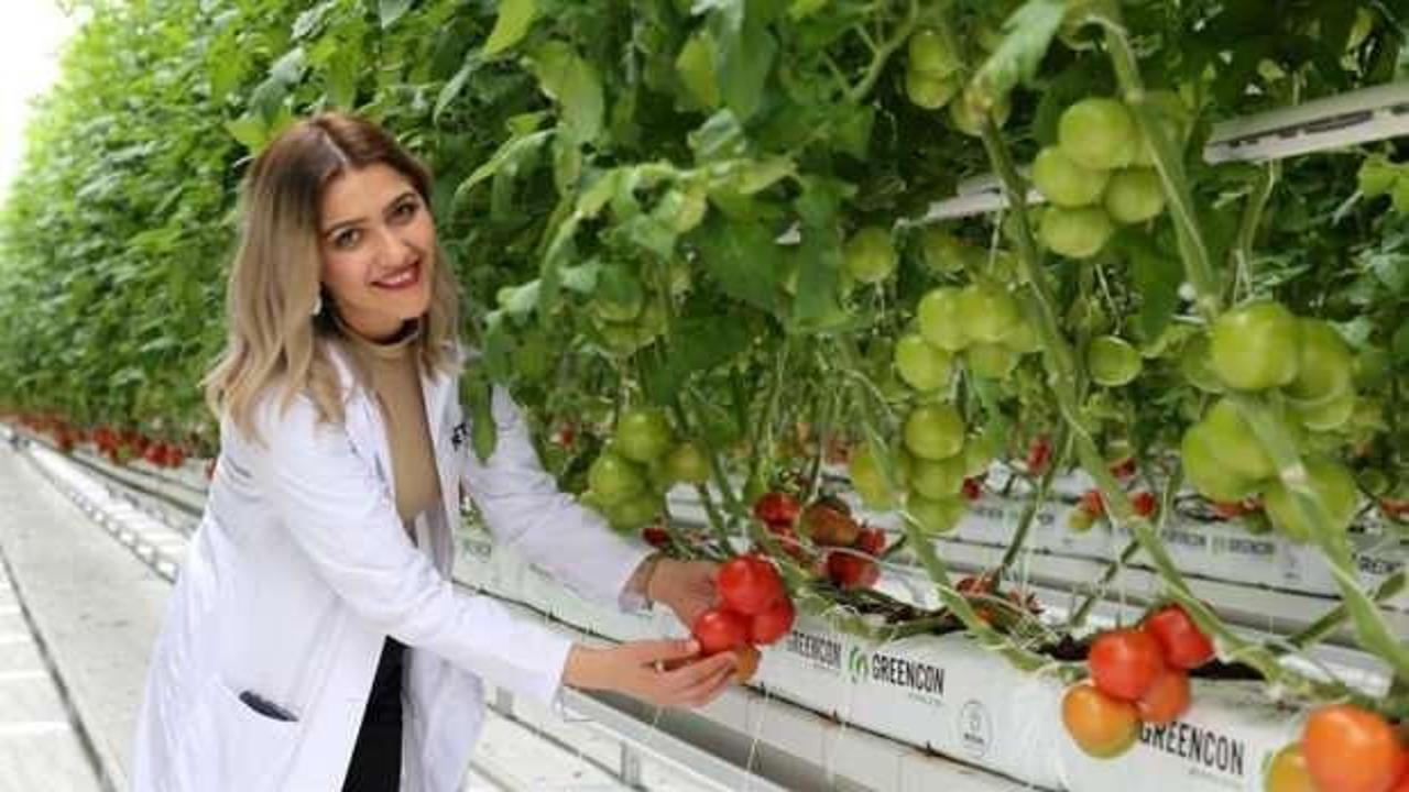 Sivas'ın ilk jeotermal serasında domates hasadı yapıldı