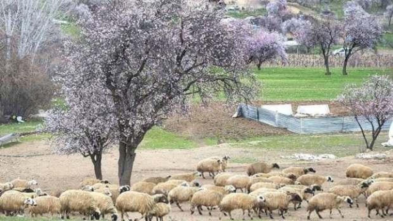 Tunceli'nin badem ağaçlarına bahar geldi