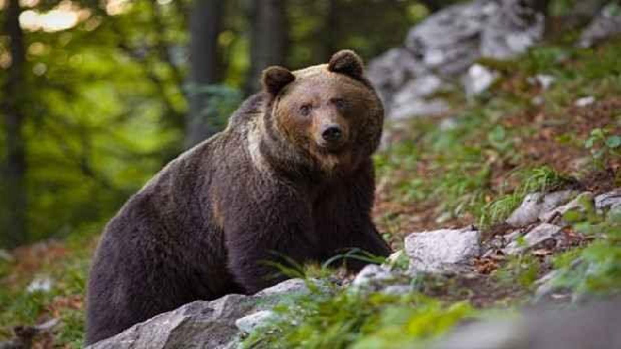 Kış uykusundan uyanan ayılar yiyecek arayışına girdi!