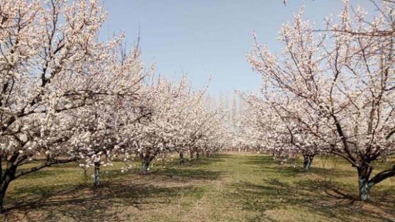 Iğdır'da kayısı ağa&ccedil;ları, &ccedil;i&ccedil;ek a&ccedil;tı