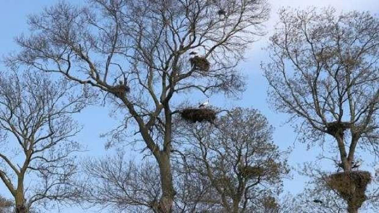 Leylekler döndü, yuvaları doldu
