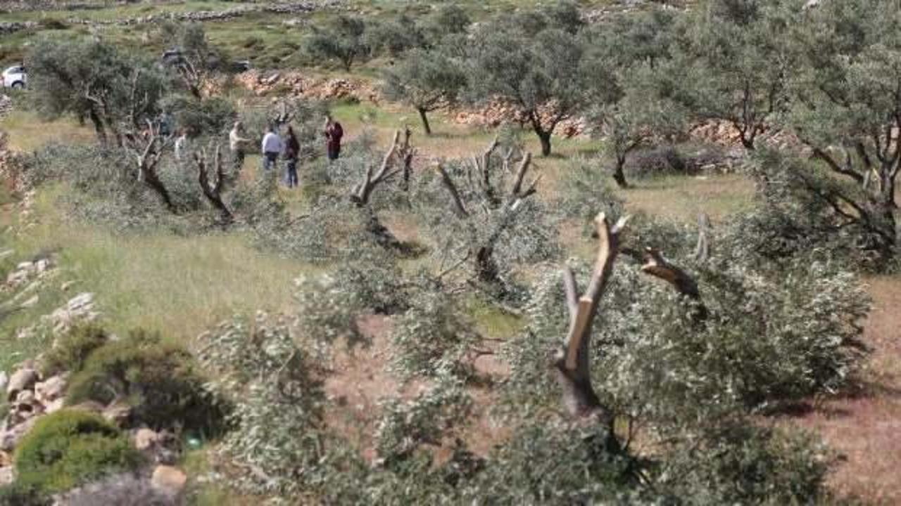 Yahudi yerleşimciler Filistinlilerin zeytin ağaçlarını kesti