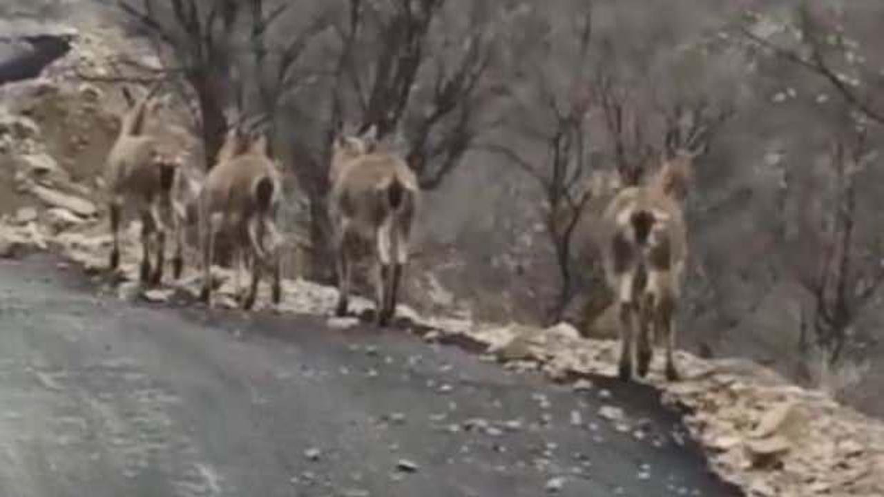 Artvin&rsquo;de ke&ccedil;iler k&ouml;y&uuml; bastı 