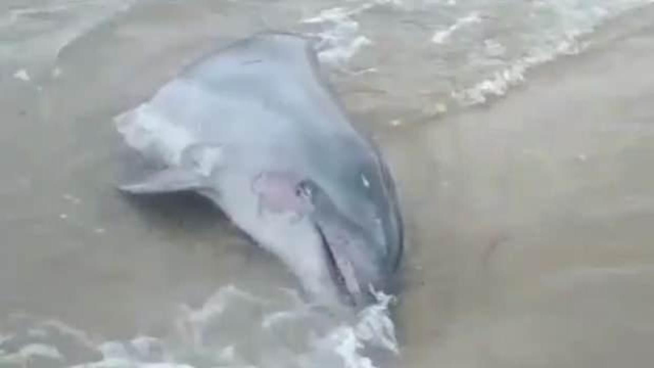 Edirne'de g&ouml;vdesi kesilmiş yunus sahile vurdu