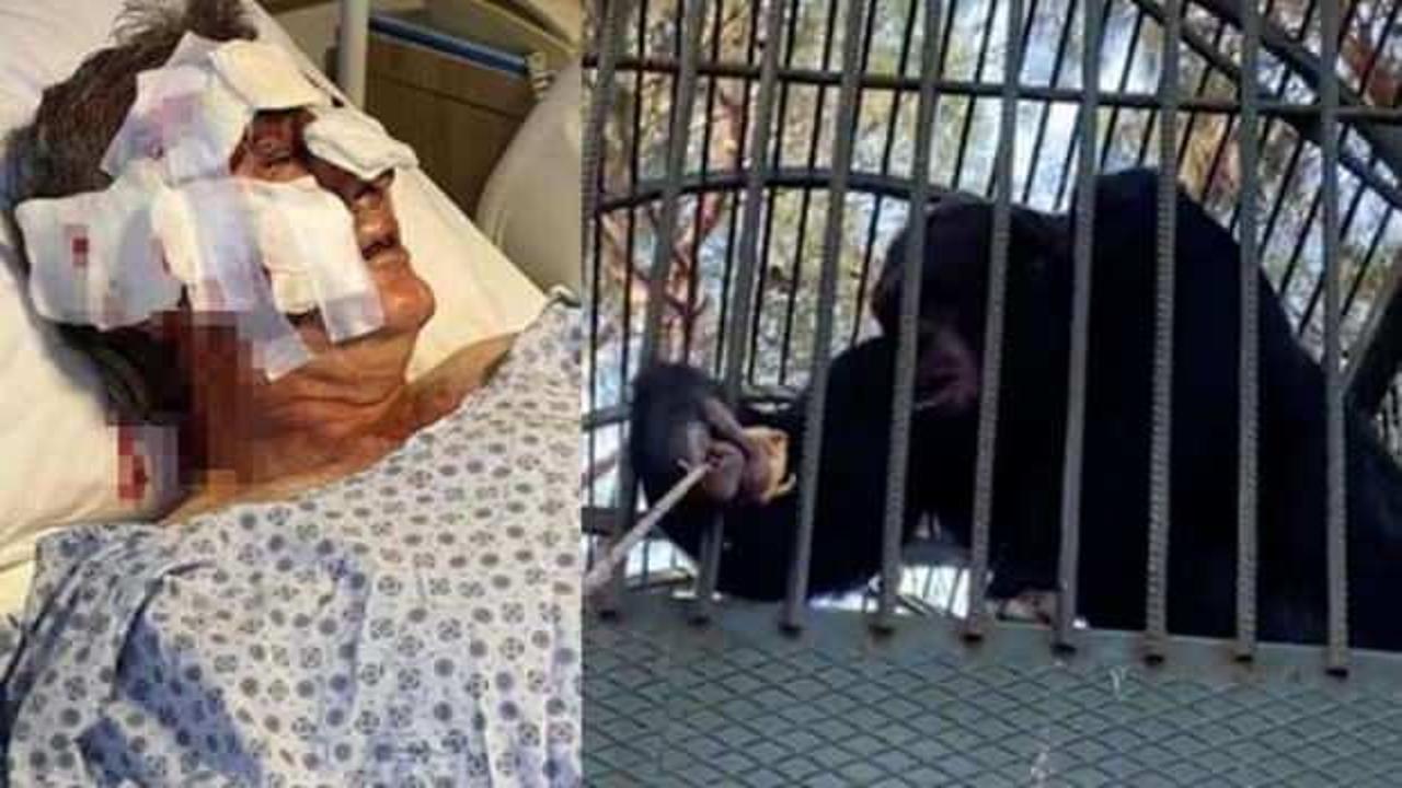 Kafesten kaçan maymun otel çalışanına saldırdı