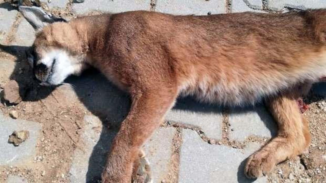Nesli t&uuml;kenme tehlikesinde olan 'Karakulak' &ouml;l&uuml; bulundu