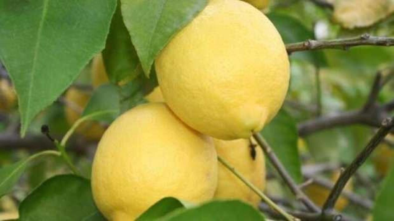 Talep azalınca limon fiyatları da düşüşe geçti!