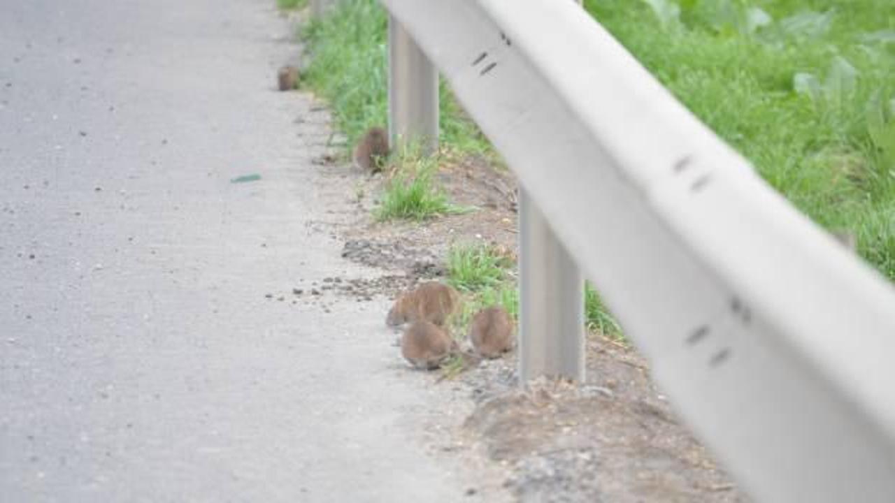 Tekirdağ-İstanbul &ccedil;evre yolunu a&ccedil; fareler bastı!