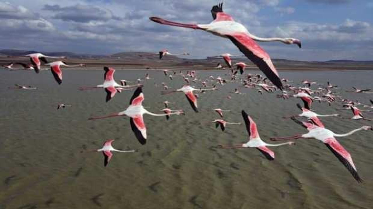 Türkiye'deki flamingoların muhteşem görüntüsü