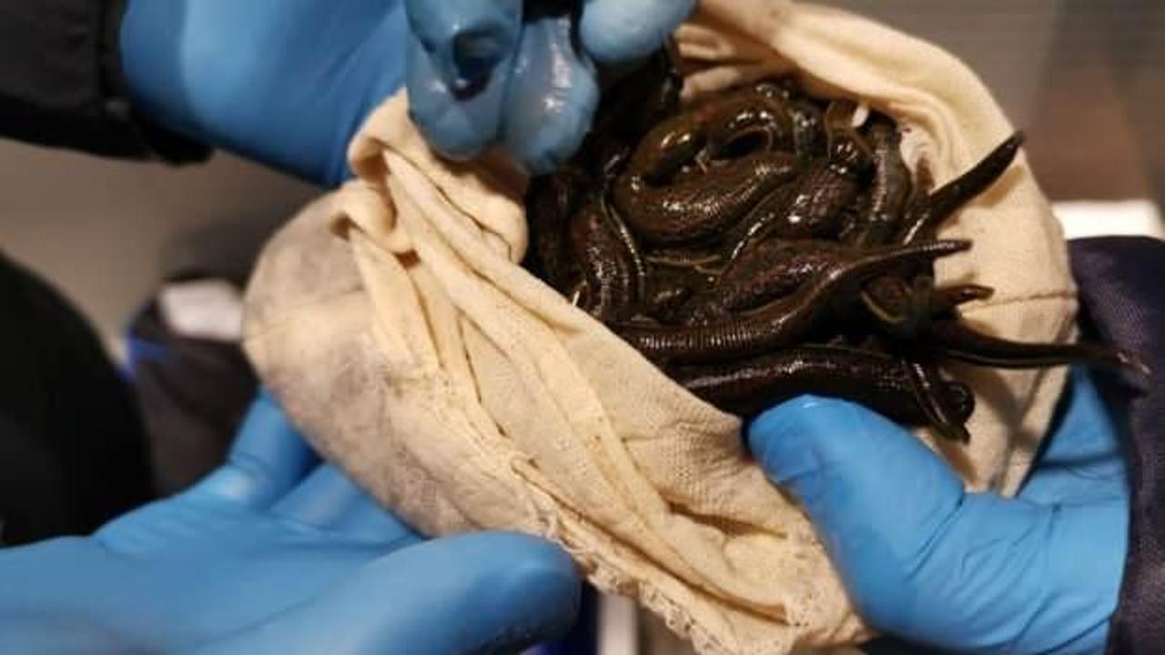 Yolcunun valizinden 3 bin 33 adet Tıbbi S&uuml;l&uuml;k &ccedil;ıktı!