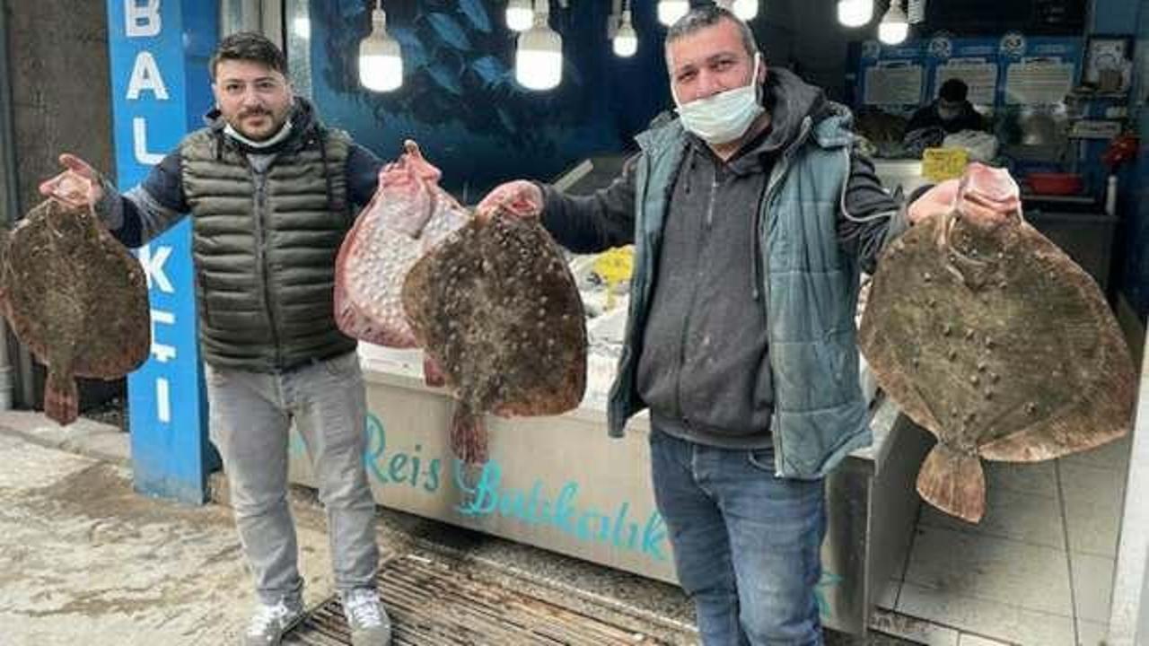 Karadeniz'de kalkan balığı bereketi: Kilosu 200 liradan satılıyor