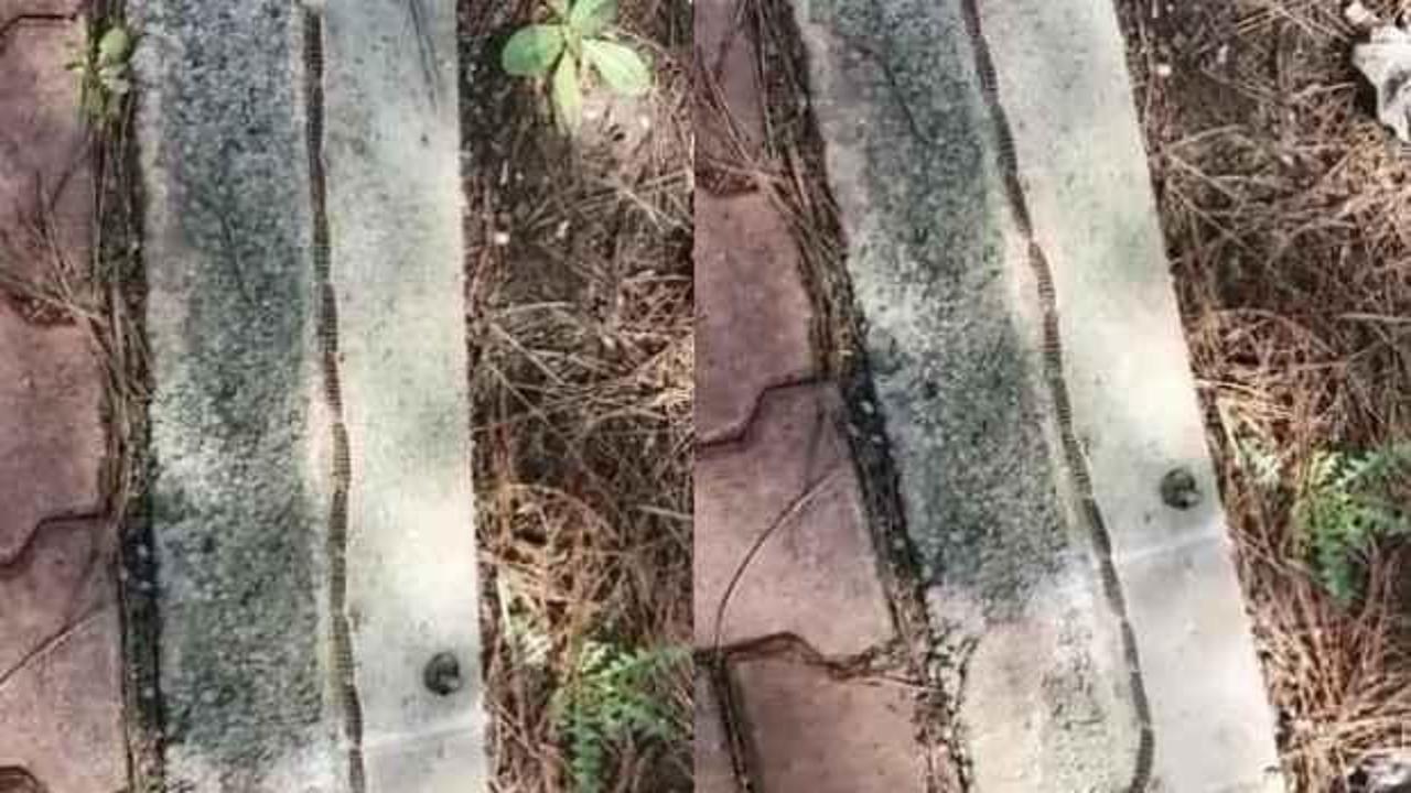 Bu da tırtıl konvoyu! G&ouml;renler yıllan zannetti