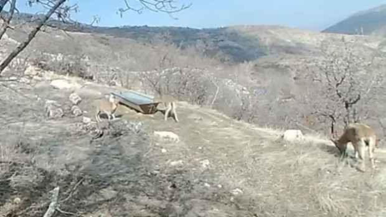 Dağ keçileri, fotokapanla görüntülendi
