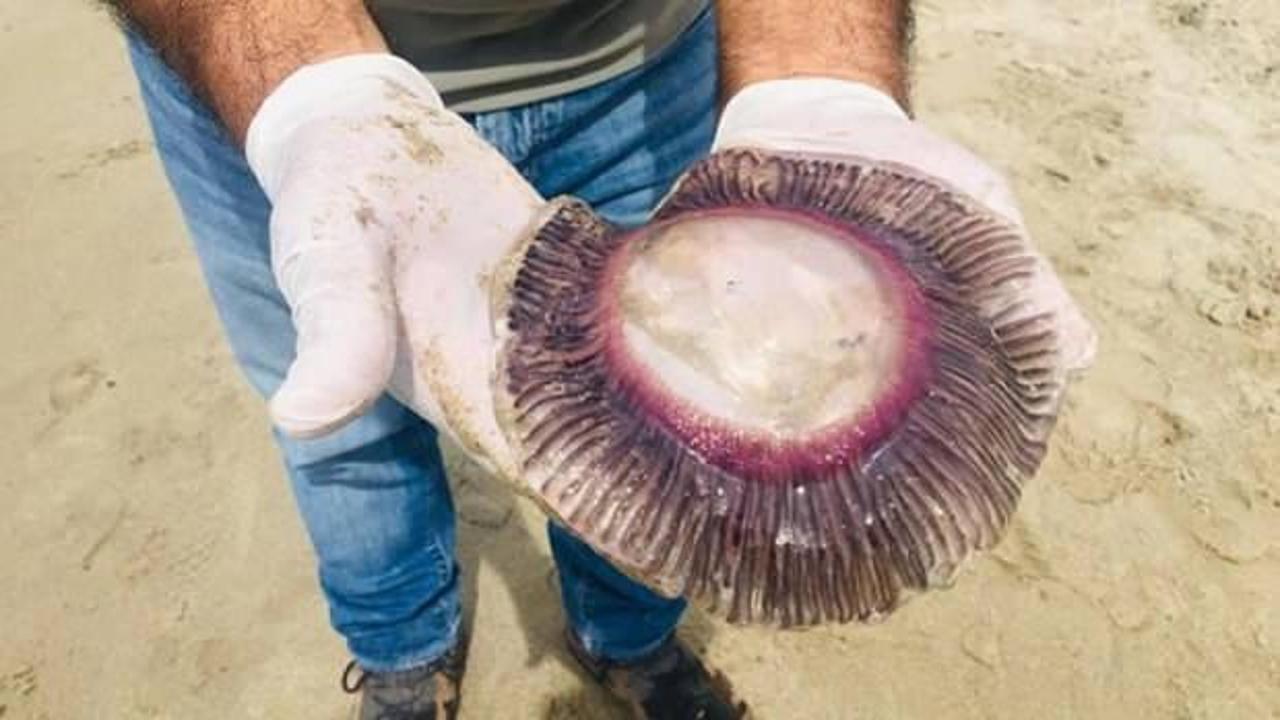 Kuşadası'nda ölü mor denizanaları kıyıya vurdu! 