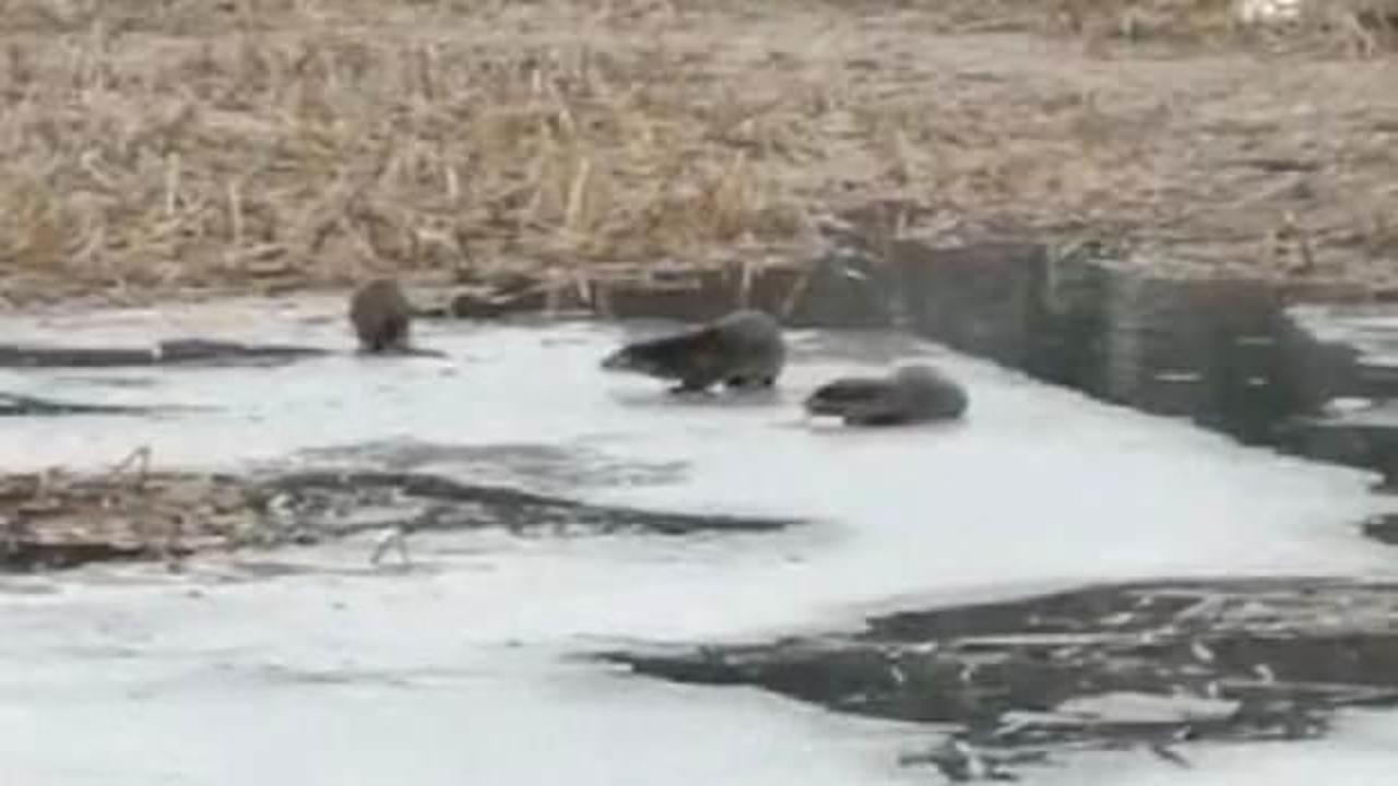 Safranbolu&rsquo;da 3 samuru g&ouml;r&uuml;ld&uuml;