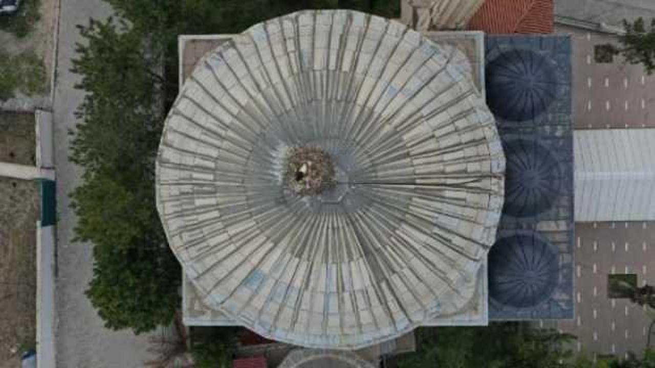 Tokat'taki cami kubbesi, 35 yıldır leyleklerin yuvası