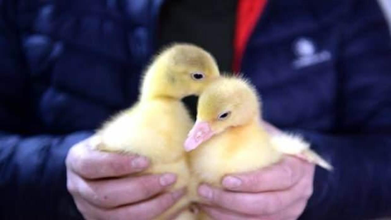 Tokat Yeşilyurt'ta al civcivi getir kazı!