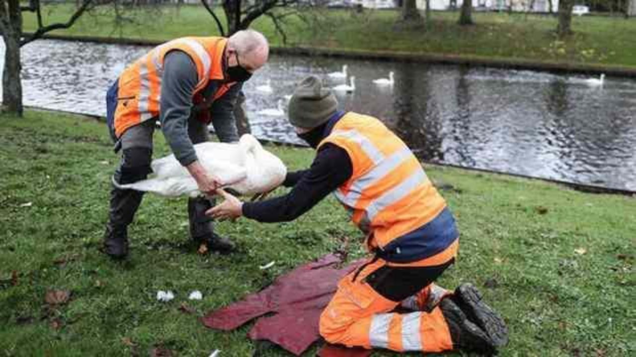 Danimarka'da 19 bin kaz ve ördek kuş gribi nedeniyle itlaf ediliyor