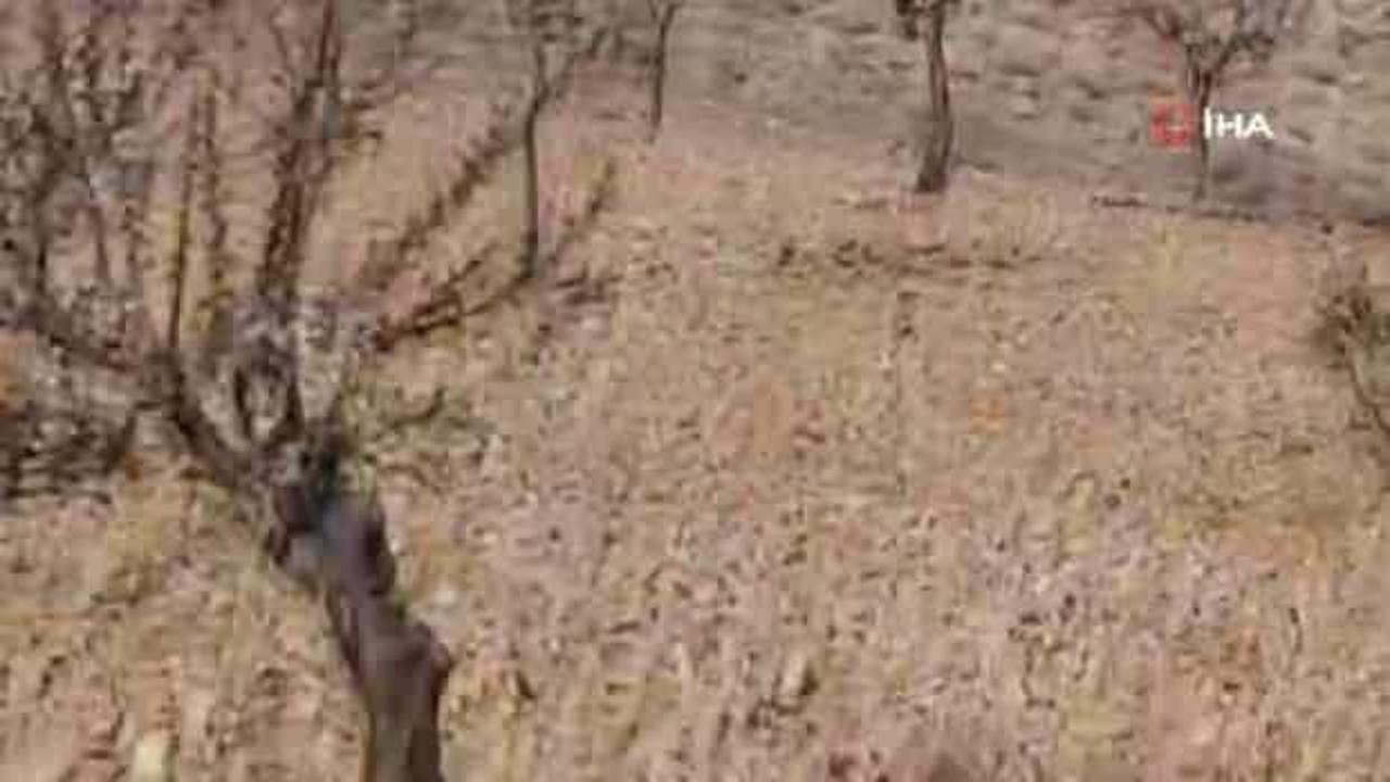 Milyonlarca &ccedil;ekirge istila etti! İla&ccedil;lamaya askeri helikopterler de dahil oldu