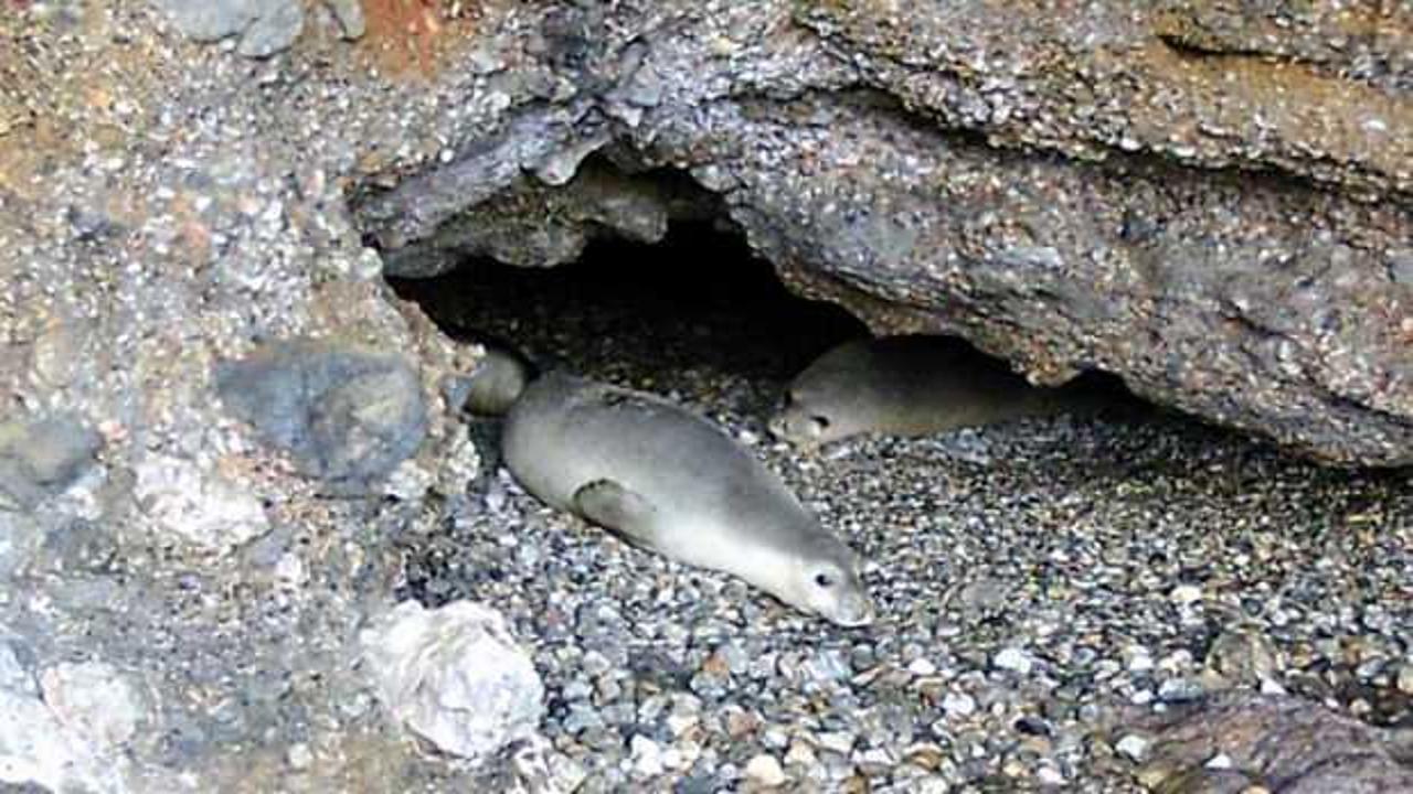 Mağarada 5 Akdeniz foku görüldü