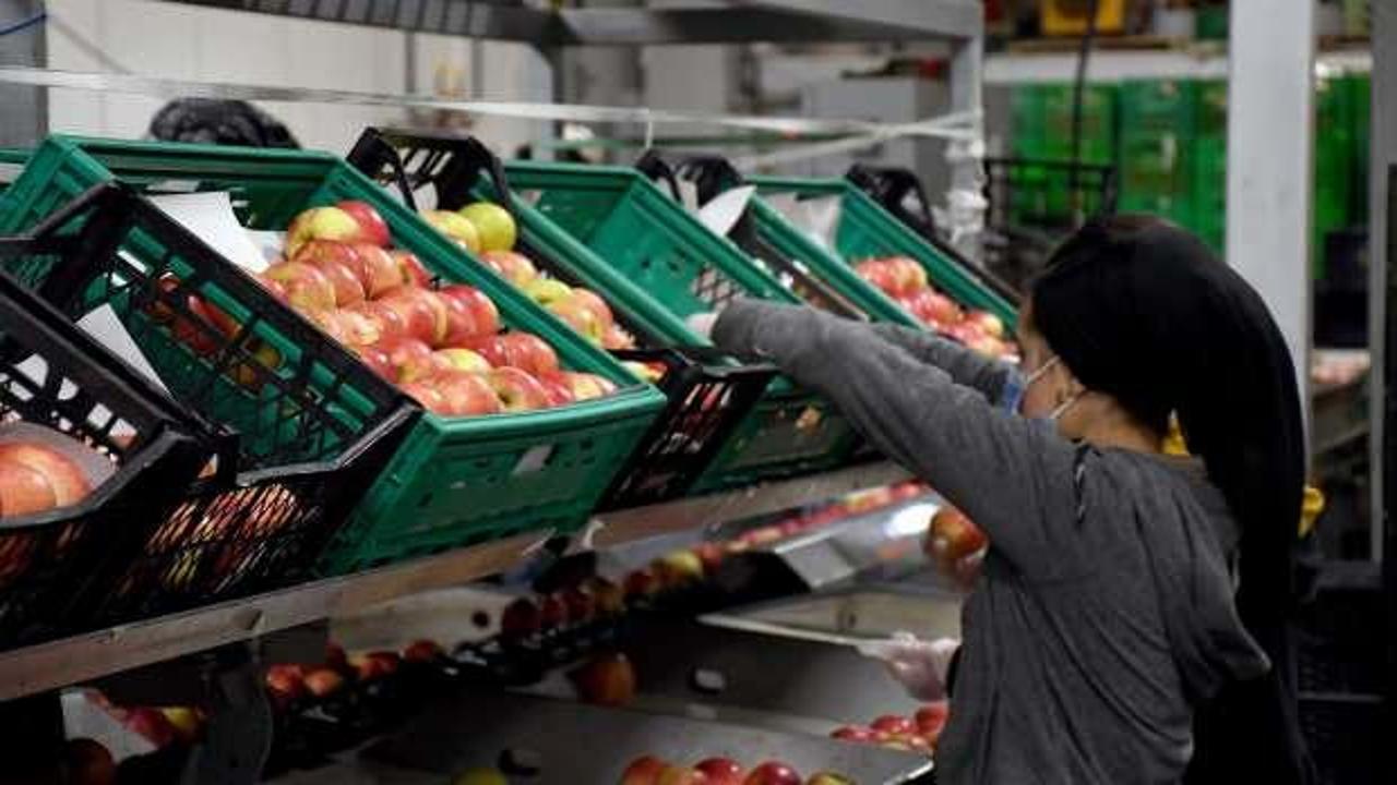 80 dönüm alanda elma bahçesi kurdu şimdi dünyaya satıyor