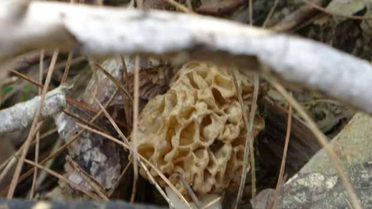 Adana&rsquo;da "kuzug&ouml;beği" fışkırdı! 2 bin liradan satılıyor 