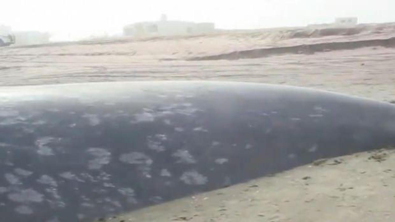 Afrika kıyılarına Antarktika balinası vurdu