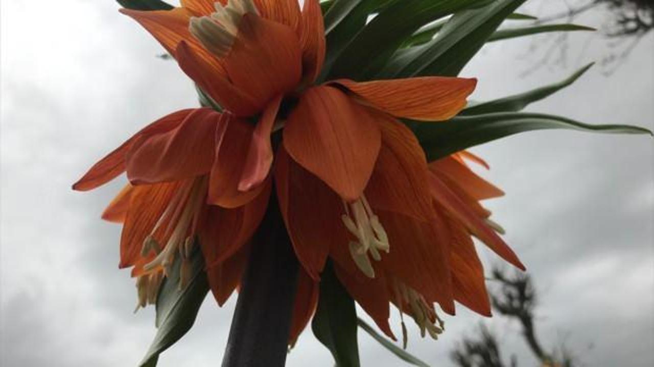 'Ağlayan gelin'lere ilgi b&uuml;y&uuml;k!