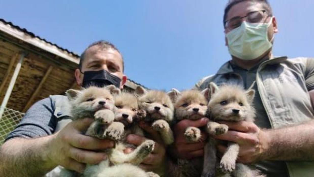 Anneleri ölen 5 yavru tilki, bakıma alındı
