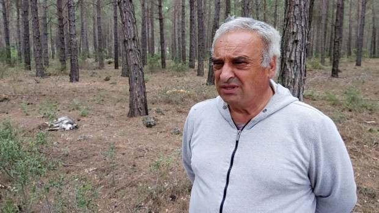 Antalya&rsquo;da dehşet! Sokak k&ouml;peklerini zehirlediler