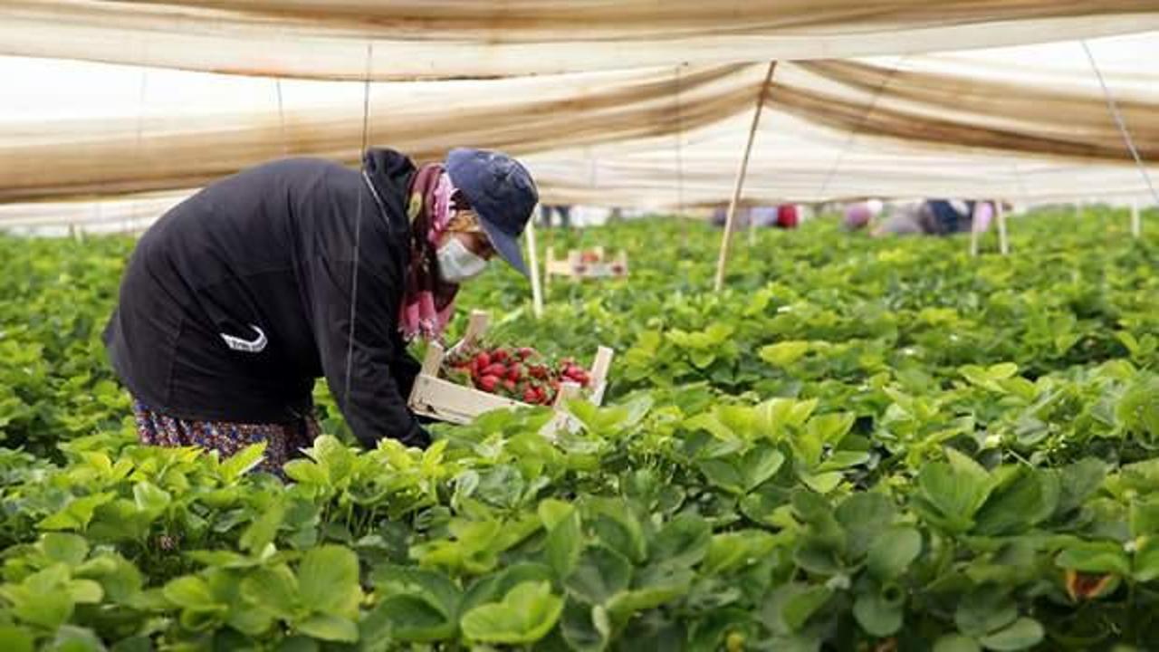 Çilek seralarında kadın işçilerin 'emek mücadelesi' devam ediyor