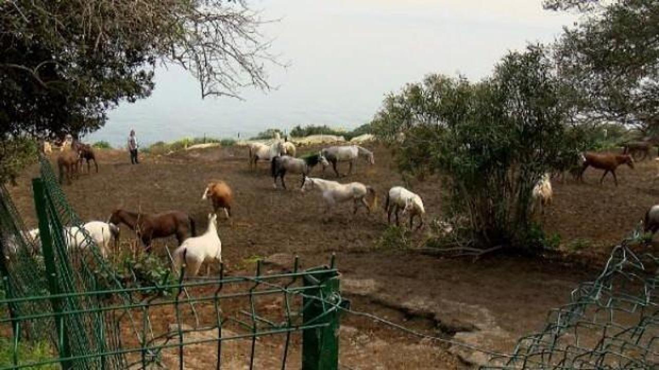Hatay’daki kayıp atların çiplerini çıkardığı iddia edildi, evinde inceleme yapıldı