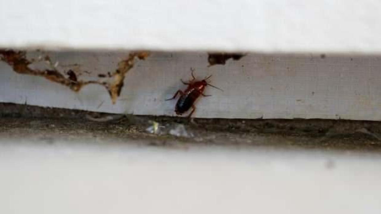 Çete hesaplaşması: Restorana binden fazla hamam böceği attılar