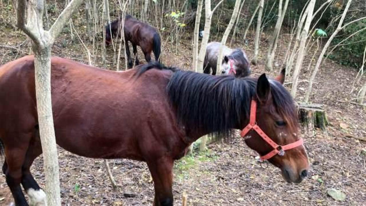 Adalar'daki atların 224'ü bakımsızlık yüzünden ölmüş