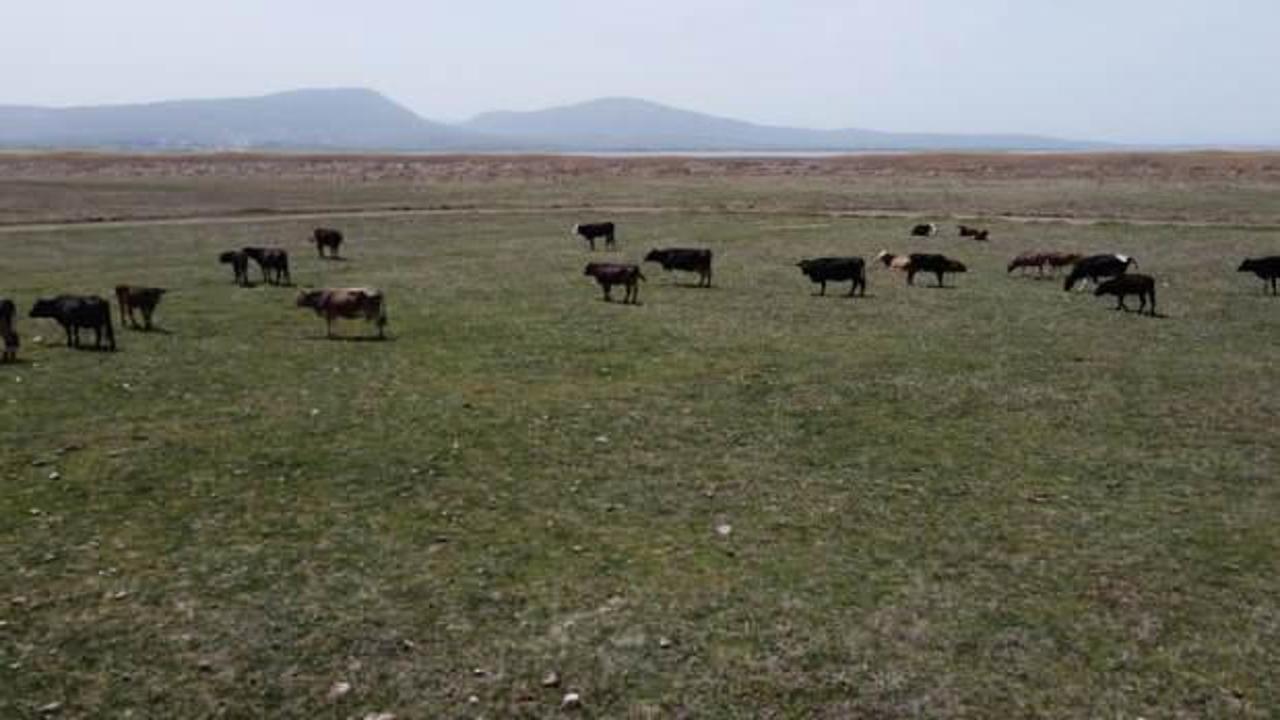 Bir zamanlar g&ouml;ld&uuml;, şimdi hayvanlar otluyor